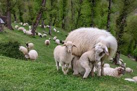 About Taleshi Sheep