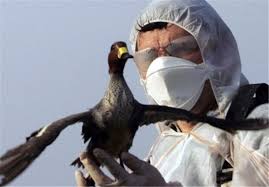 آنفلوآنزای فوق حاد پرندگان در کمین نشسته است