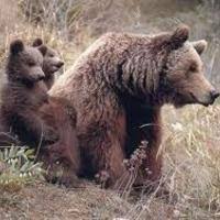 گشت و گذار خرس های قهوه‌ای  و در ارتفاعات جنگلی شرق گیلان